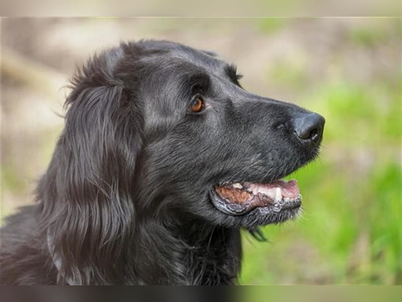 Prinz, Retriever-Hovawart, geb. 2015, ein toller Hund in den richtigen Händen