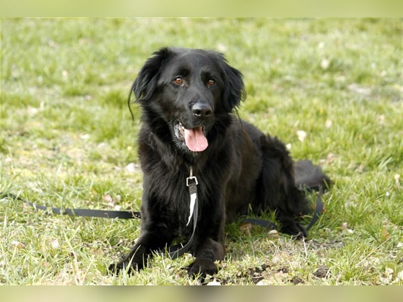 Prinz, Retriever-Hovawart, geb. 2015, ein toller Hund in den richtigen Händen