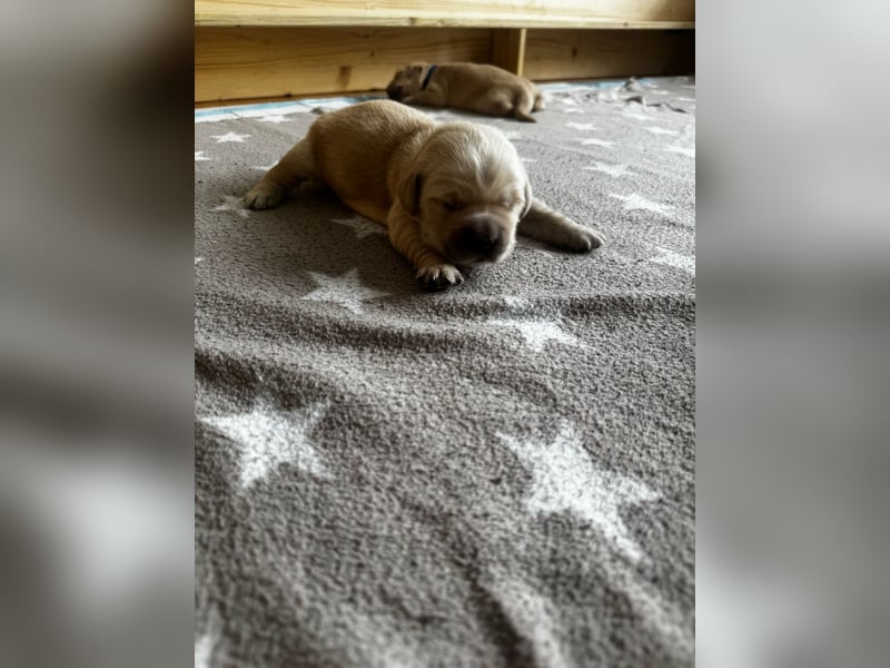 Golden Retriever Welpen mit Ahnentafel