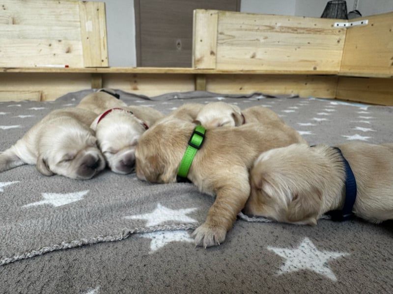 Golden Retriever Welpen mit Ahnentafel