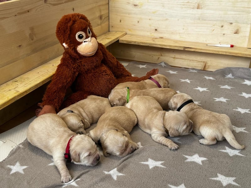 Golden Retriever Welpen mit Ahnentafel