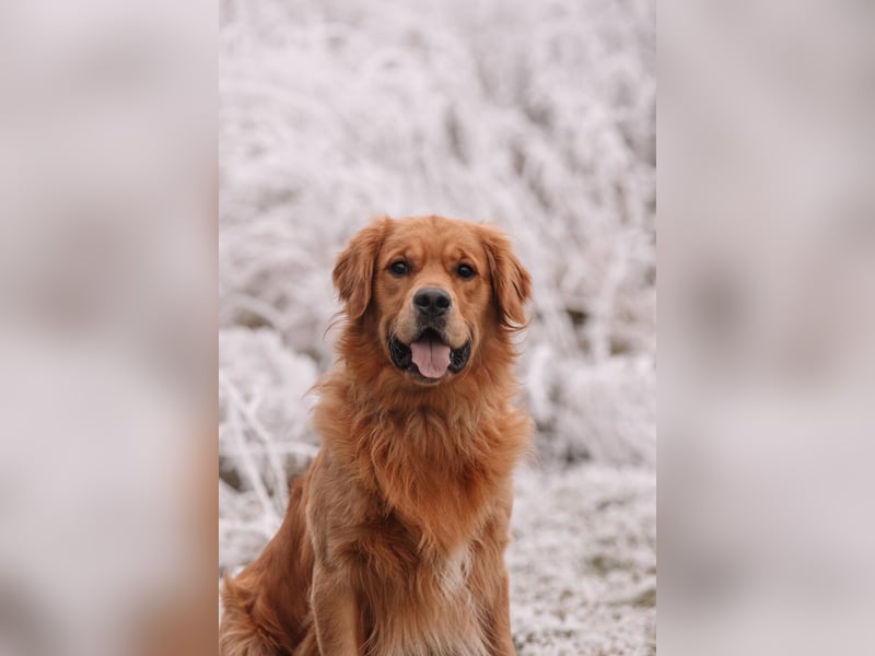 Golden Retriever Welpen mit Ahnentafel