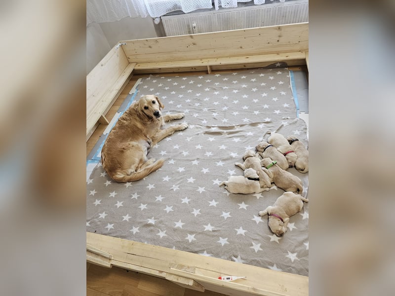 Golden Retriever Welpen mit Ahnentafel