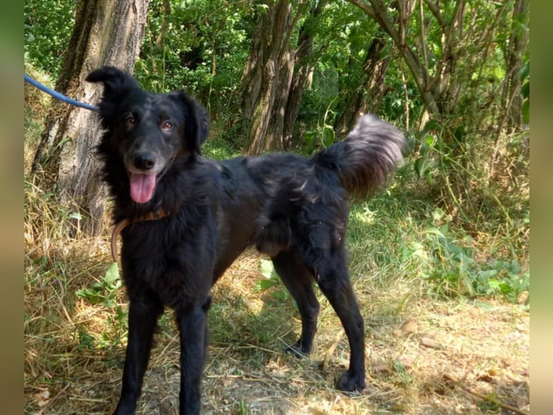 Liviusz, liebenswerter Golden retriever/ Mudi Mix geb. 2024