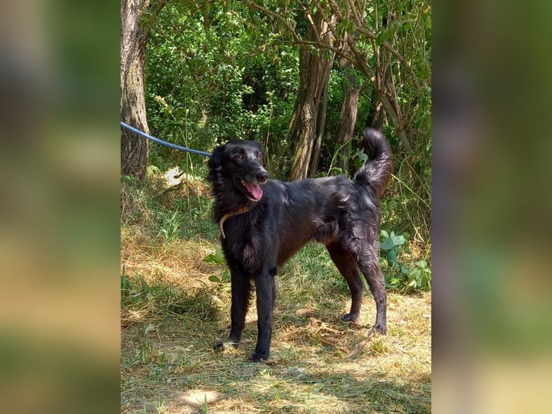 Liviusz, liebenswerter Golden retriever/ Mudi Mix geb. 2024