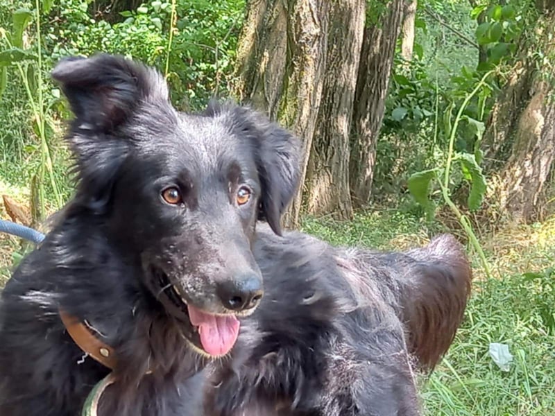 Liviusz, liebenswerter Golden retriever/ Mudi Mix geb. 2024