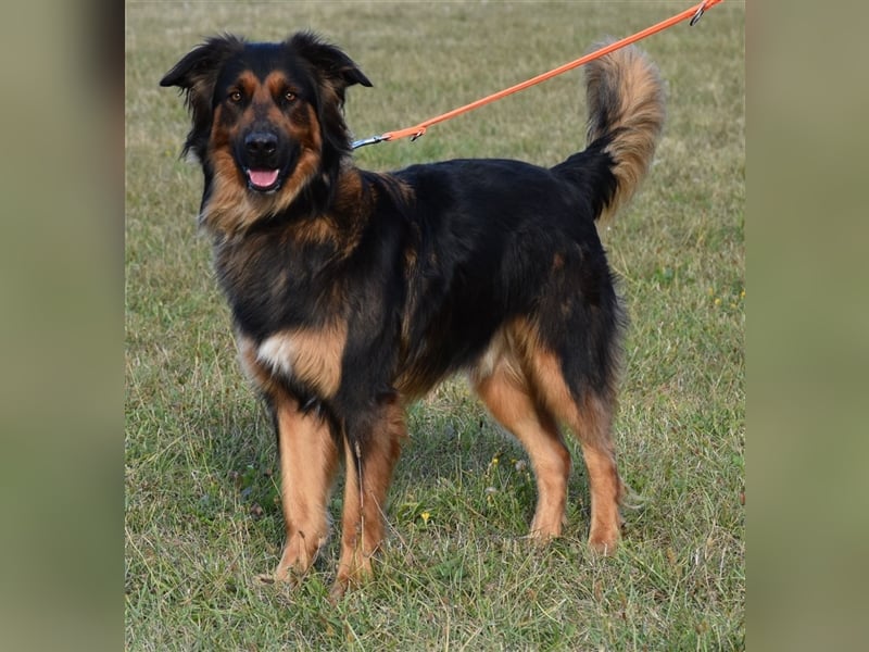 "Meilo", männlich, kastriert, Golden Retrievermix, geb. 12.08.20, 60 cm