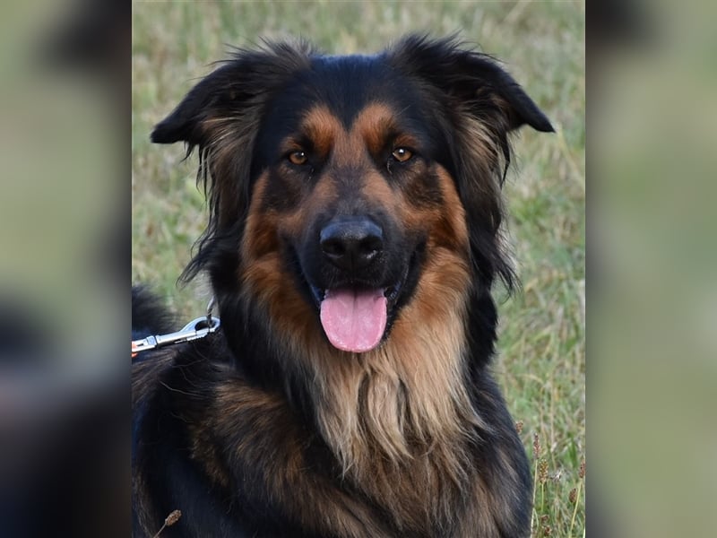 "Meilo", männlich, kastriert, Golden Retrievermix, geb. 12.08.20, 60 cm