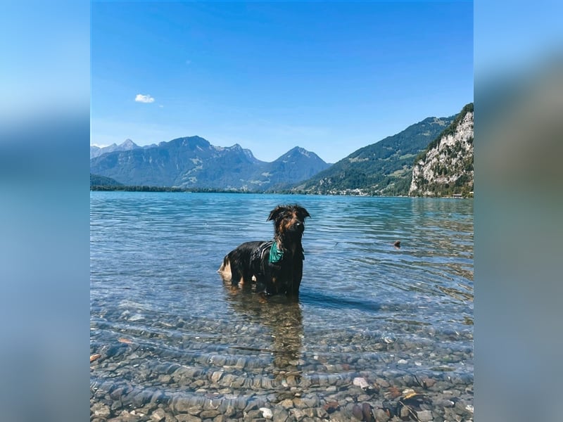 "Meilo", männlich, kastriert, Golden Retrievermix, geb. 12.08.20, 60 cm