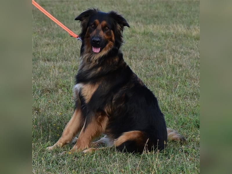 "Meilo", männlich, kastriert, Golden Retrievermix, geb. 12.08.20, 60 cm