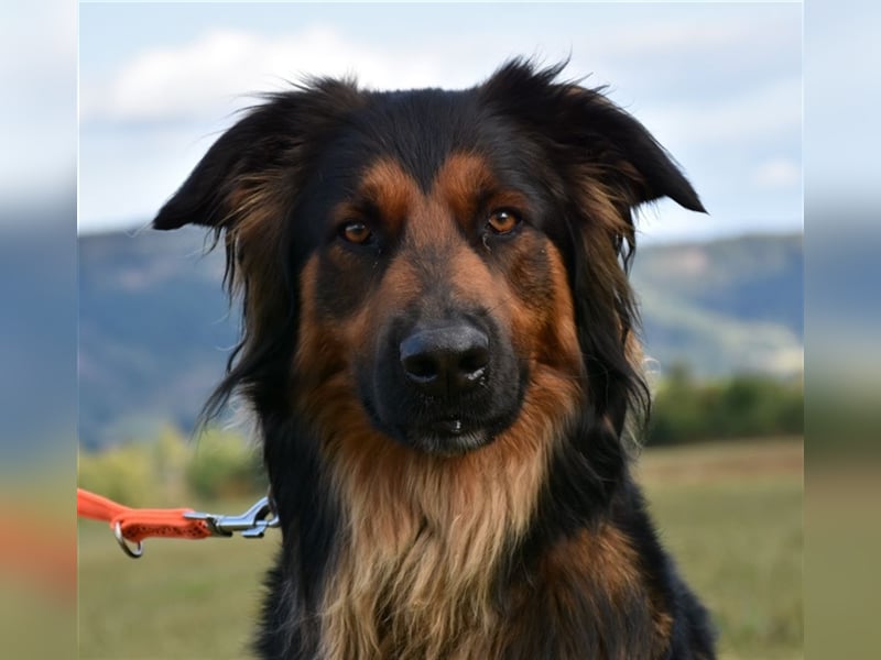 "Meilo", männlich, kastriert, Golden Retrievermix, geb. 12.08.20, 60 cm