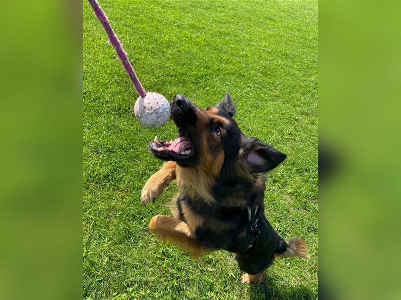 "Meilo", männlich, kastriert, Golden Retrievermix, geb. 12.08.20, 60 cm