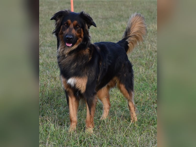 "Meilo", männlich, kastriert, Golden Retrievermix, geb. 12.08.20, 60 cm