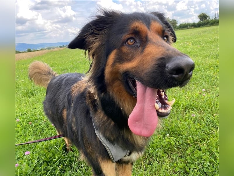 "Meilo", männlich, kastriert, Golden Retrievermix, geb. 12.08.20, 60 cm