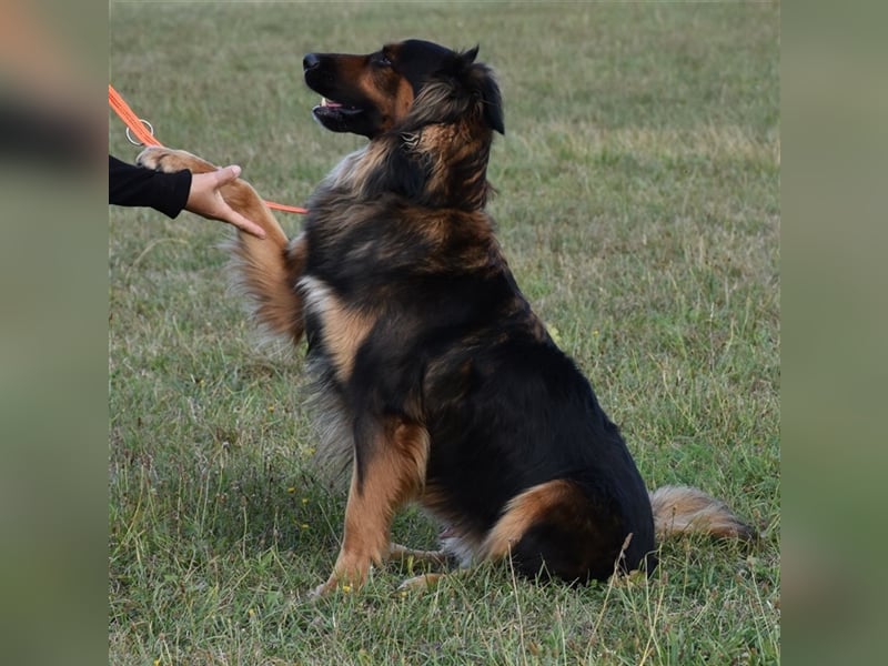 "Meilo", männlich, kastriert, Golden Retrievermix, geb. 12.08.20, 60 cm