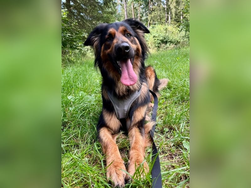 "Meilo", männlich, kastriert, Golden Retrievermix, geb. 12.08.20, 60 cm