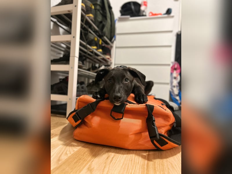 Hübscher Golden Retriever/ Labrador Mix Welpe (Rüde)