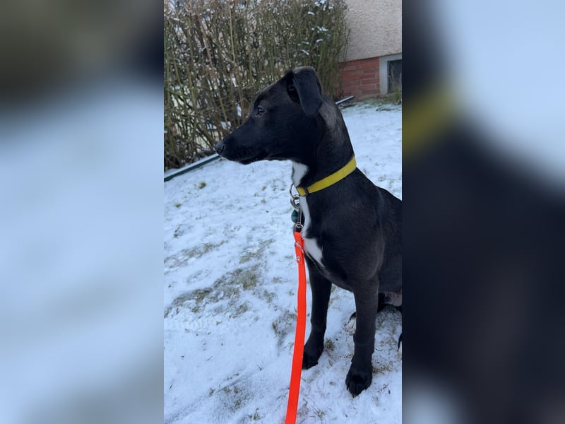 Hübscher Golden Retriever/ Labrador Mix Welpe (Rüde)