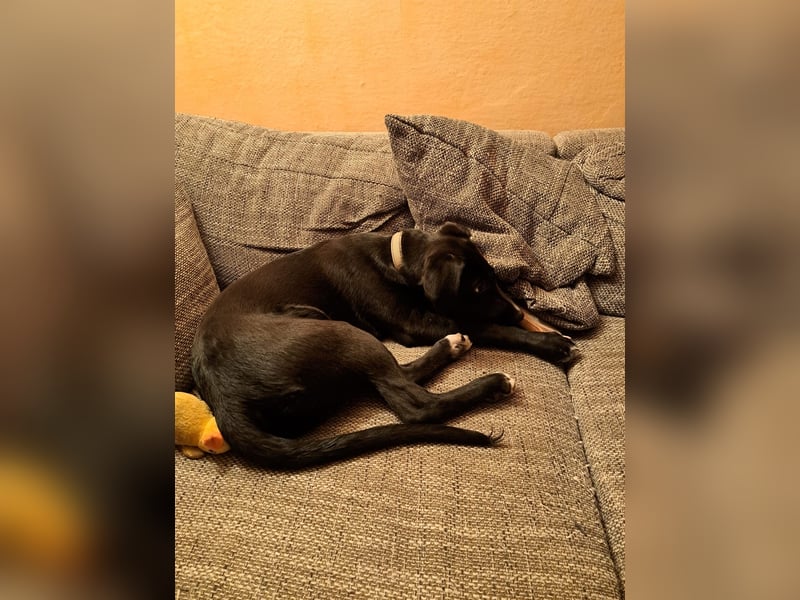 Hübscher Golden Retriever/ Labrador Mix Welpe (Rüde)