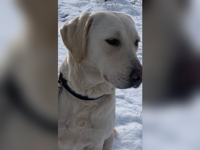 Hübscher Golden Retriever/ Labrador Mix Welpe (Rüde)