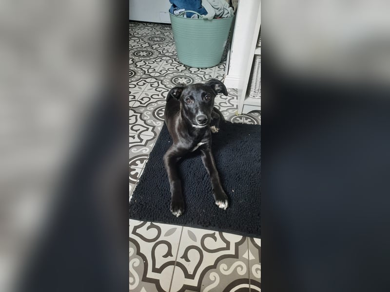 Hübscher Golden Retriever/ Labrador Mix Welpe (Rüde)