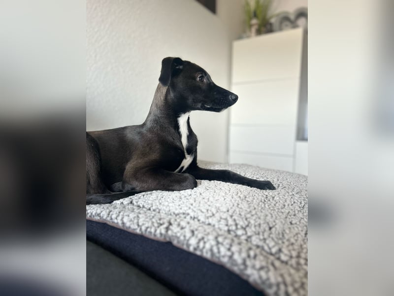 Hübscher Golden Retriever/ Labrador Mix Welpe (Rüde)