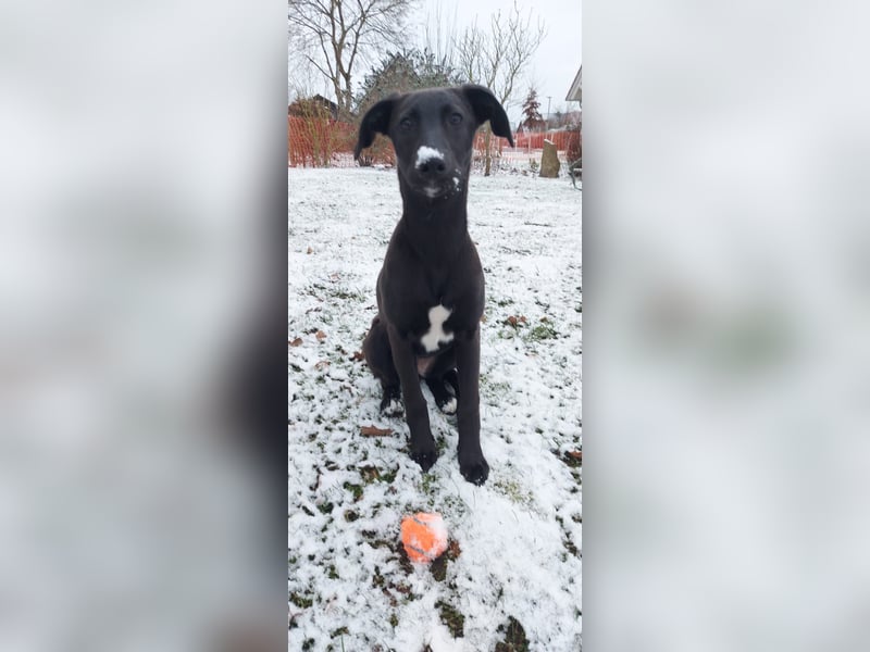 Hübscher Golden Retriever/ Labrador Mix Welpe (Rüde)