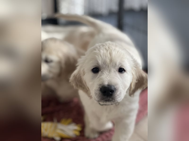 Golden Retriever Welpe mit Ahnentafel in Creme Weiß