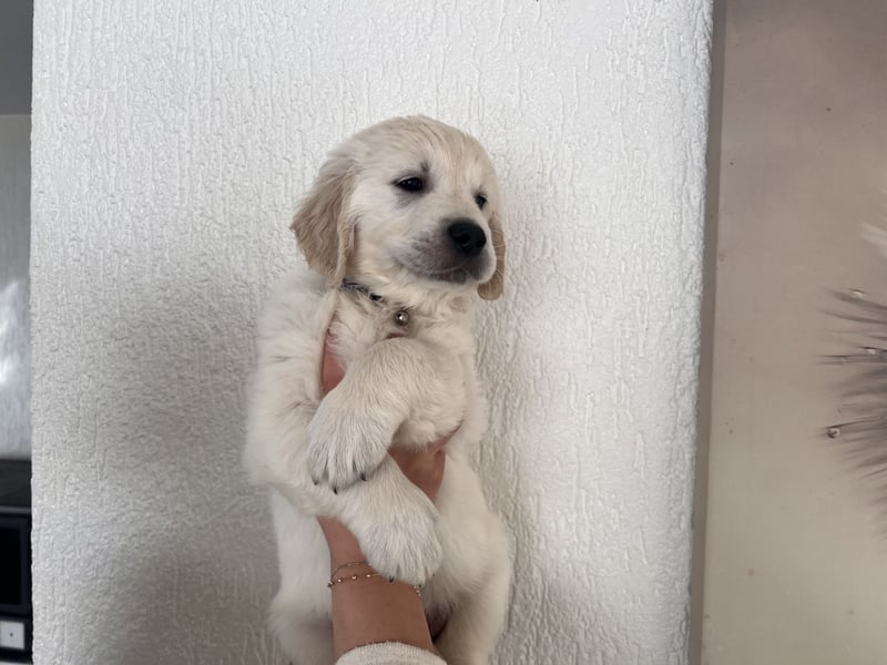 Golden Retriever Welpe mit Ahnentafel in Creme Weiß