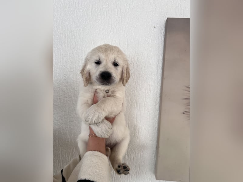 Golden Retriever Welpe mit Ahnentafel in Creme Weiß