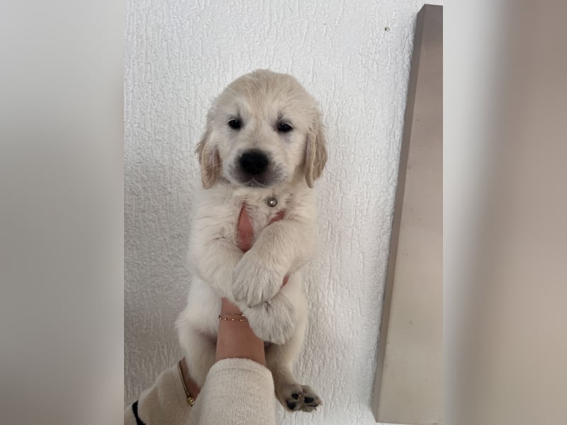 Golden Retriever Welpe mit Ahnentafel in Creme Weiß