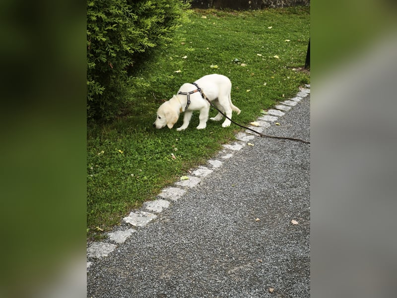 4 kleine Abenteurer suchen ihr Für-Immer-Zuhause