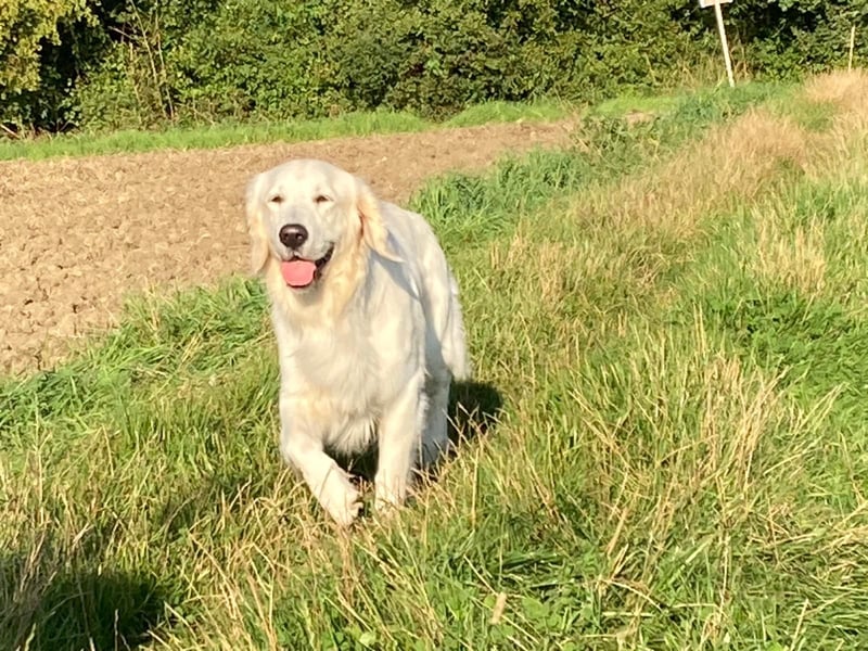 Deckrüde Golden Retriever