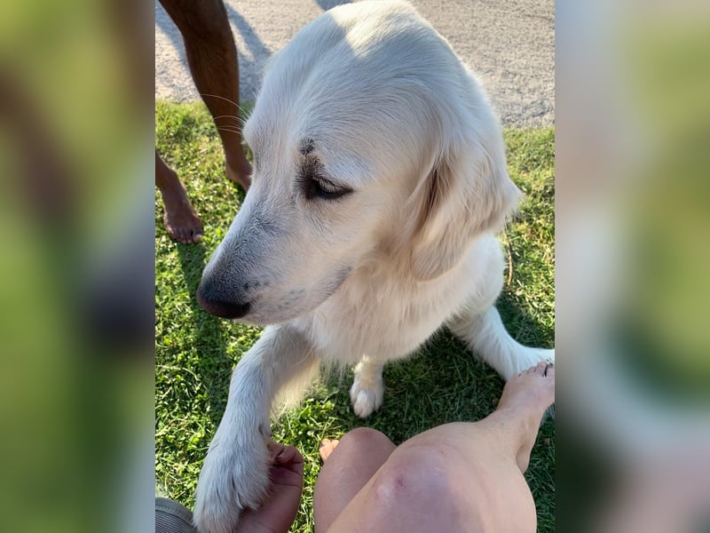 Deckrüde Golden Retriever