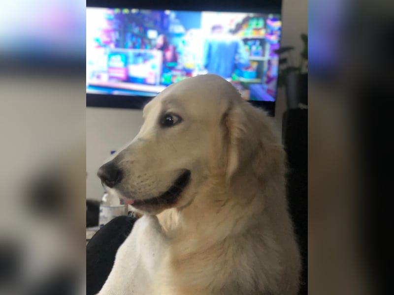 Deckrüde Golden Retriever