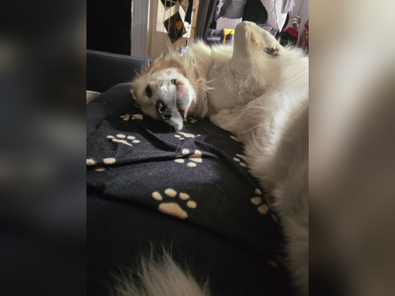 Deckrüde Golden Retriever