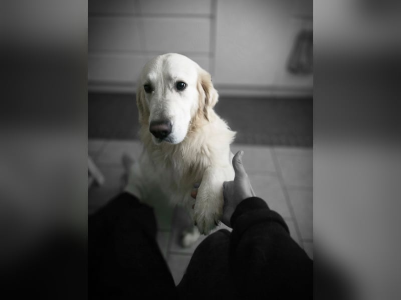 Deckrüde Golden Retriever