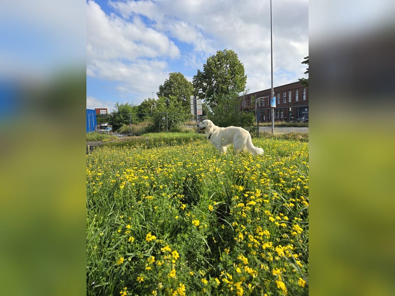 Deckrüde Golden Retriever
