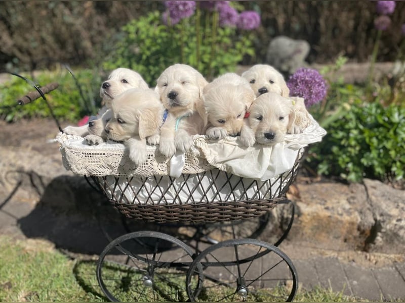 Deckrüde Golden Retriever