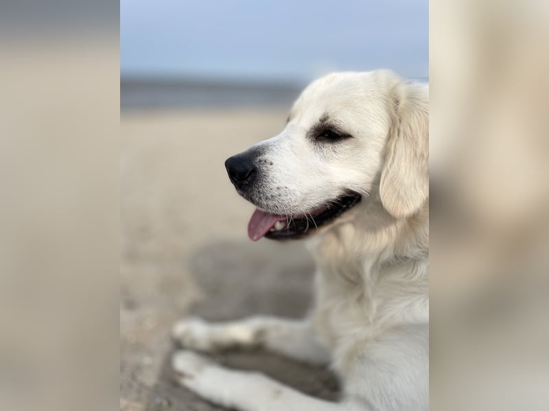 Deckrüde Golden Retriever weiß
