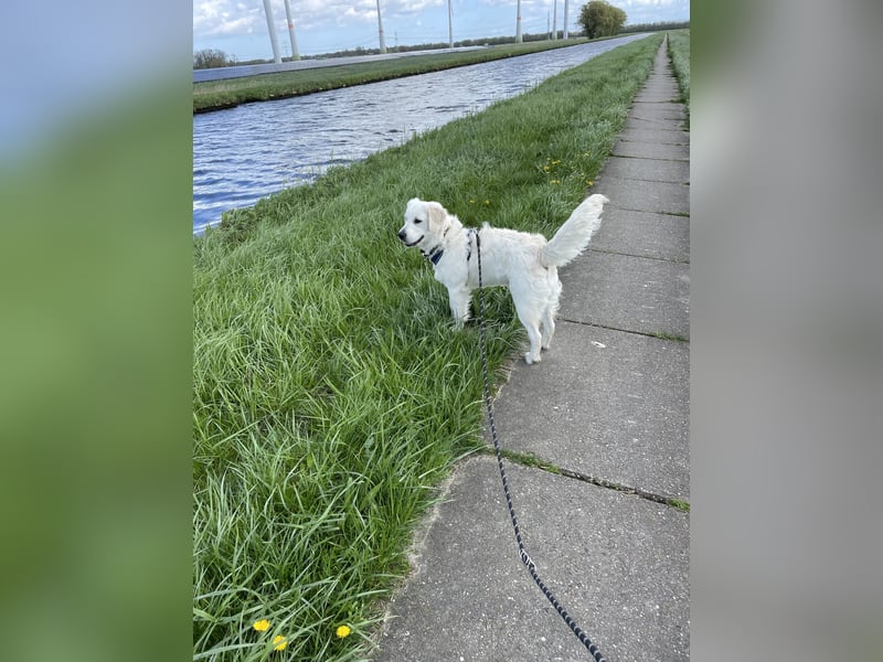 Deckrüde Golden Retriever weiß
