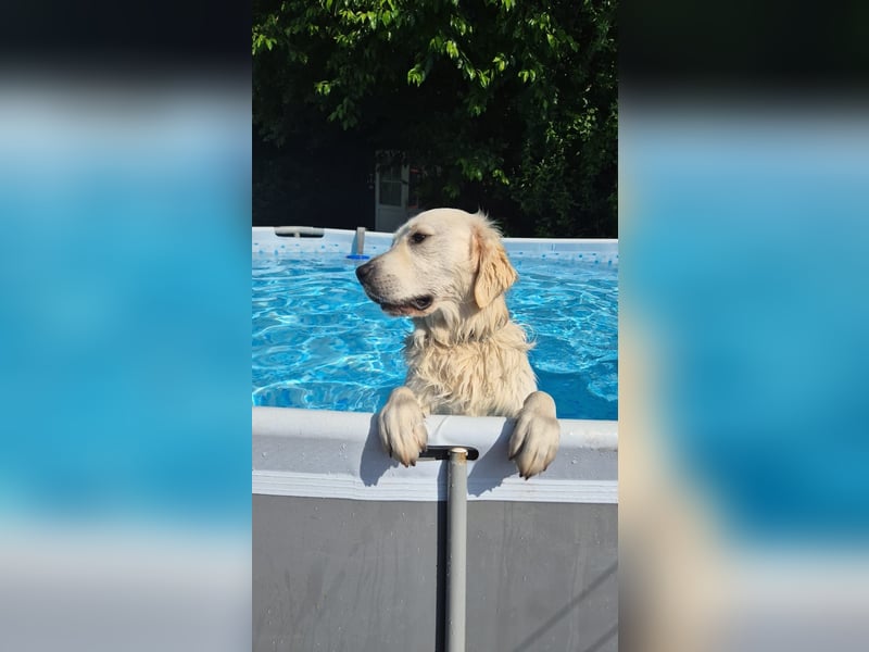 Deckrüde Golden Retriever weiß