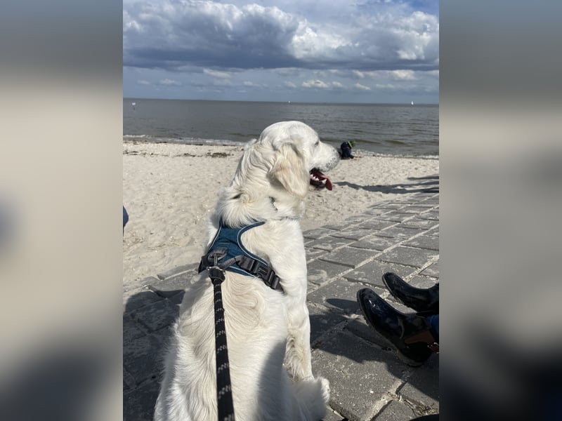 Deckrüde Golden Retriever weiß