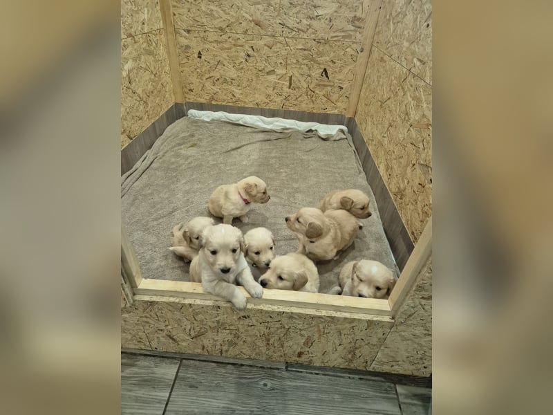 Golden Retriever Welpen reinrassig