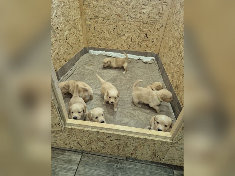 Golden Retriever Welpen reinrassig