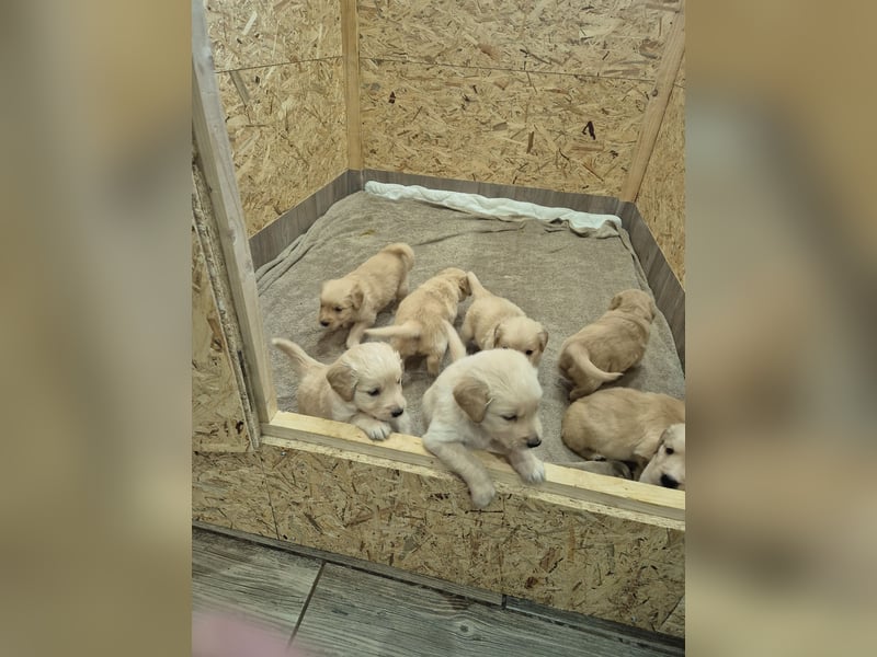 Golden Retriever Welpen reinrassig