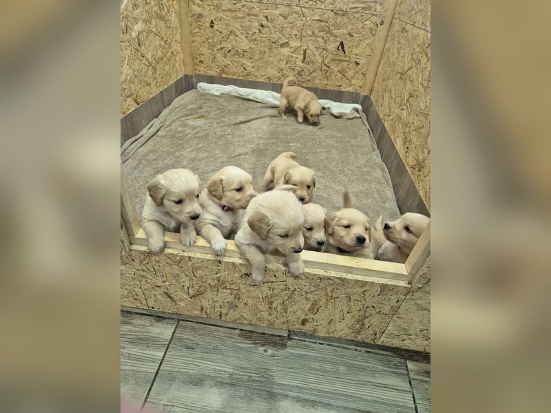 Golden Retriever Welpen reinrassig