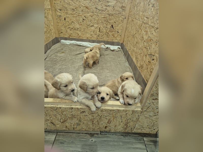 Golden Retriever Welpen reinrassig