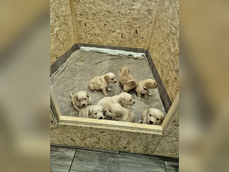 Golden Retriever Welpen reinrassig