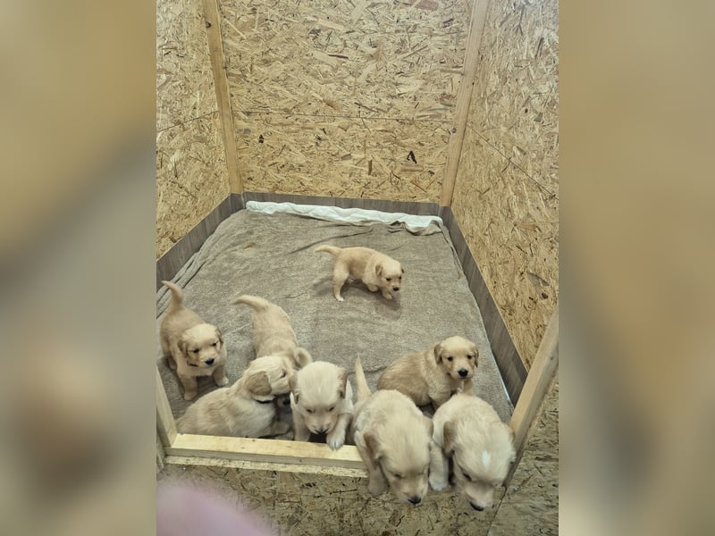 Golden Retriever Welpen reinrassig